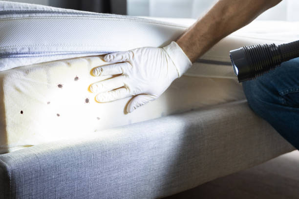 Best Pest Control Near Me  in Owings, MD