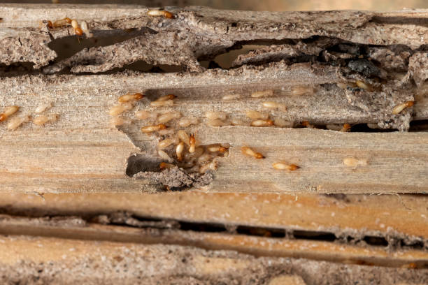 Best Residential Pest Control  in Owings, MD