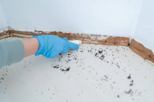 Best Flea Control Services  in Owings, MD